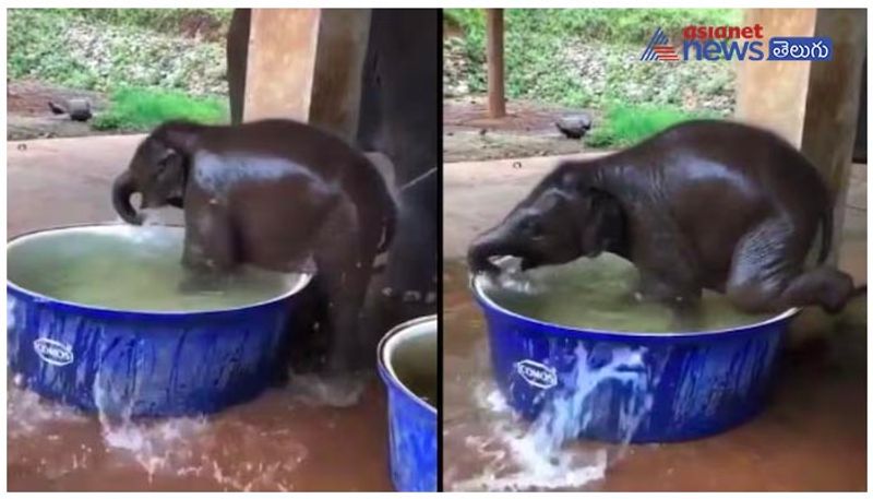 Baby elephant enjoys bath time in a tub filled with water. IFS officer shares old video ram