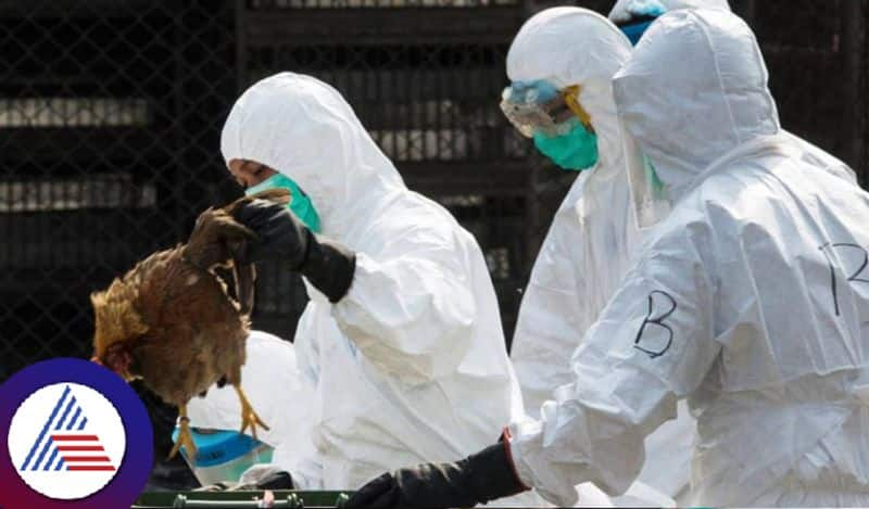 Bird flu.. Warning for 5 districts in Tamil Nadu tvk