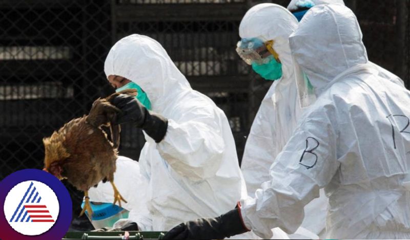 China records worlds first human death from H3N8 bird flu, WHO says Vin