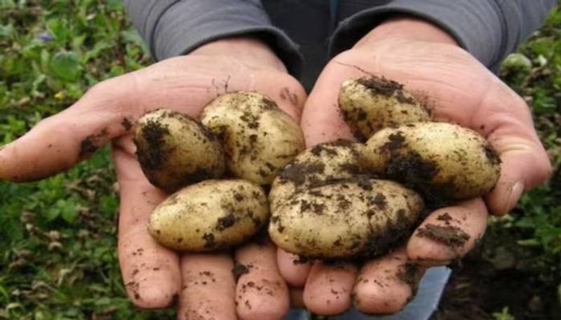 50000 per kg most expensive potato rlp