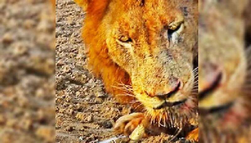 Turtle chasing lion in waterhole rlp