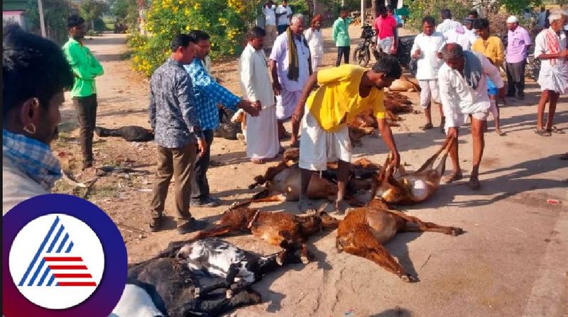 Terrible accident near Benakal village at gangavati More than 30 sheep died after the lorry broke down rav