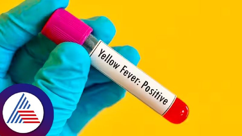 what is Yellow fever symptoms vaccination mandatory union health ministry instructions Rya