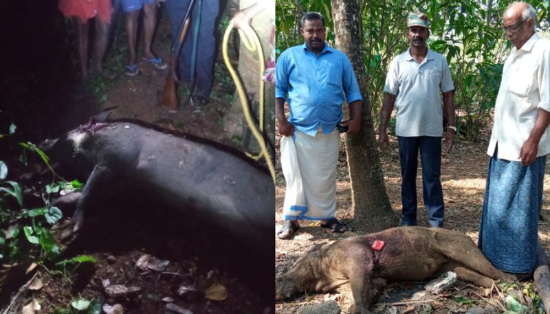 wild boar shot dead in Trivandrum to end menace etj