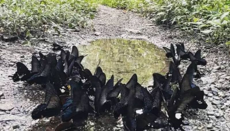 butterflies mud puddling rlp