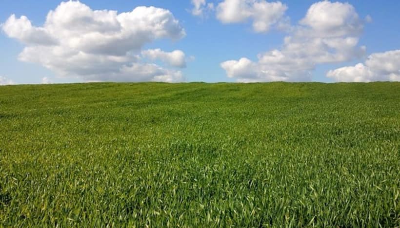 Did you know Microsoft paid THIS much for Windows XP's wallpaper