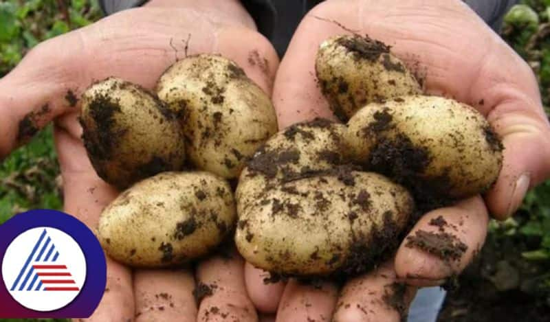 Worlds Most Expensive Potato La Bonnette From France Costs Rs 50,000 Per Kg Vin