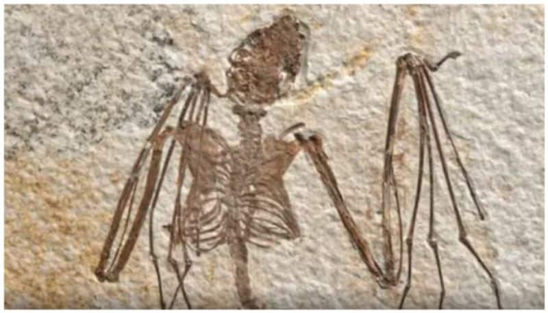 bat fossils light on evolution of flying mammals bkg