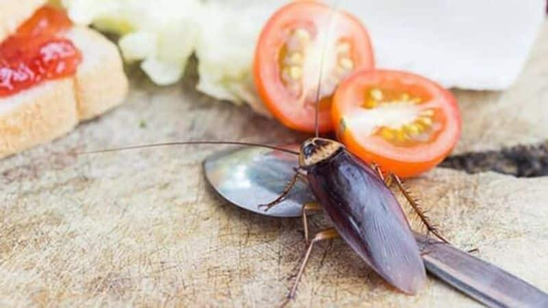 Tips to get rid of cockroaches and cleaning floor