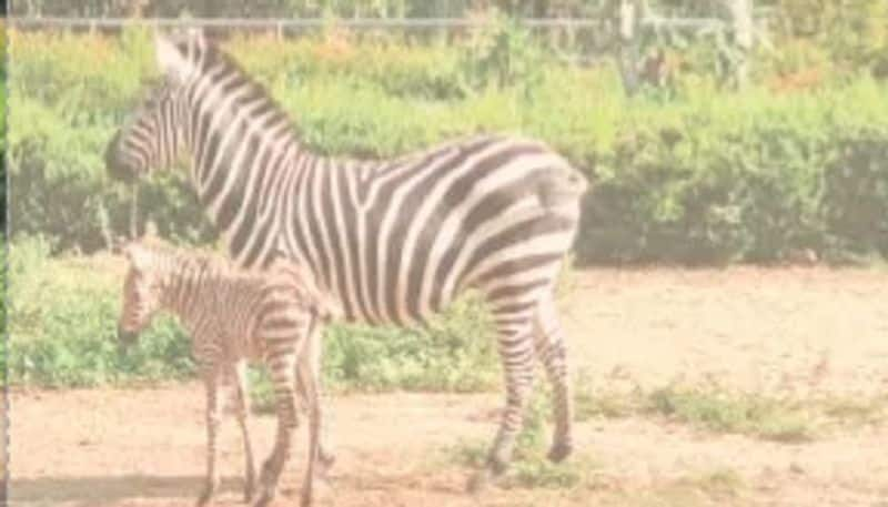 Zebra Gives Birth to a Baby in Bannerghatta National Park in Bengaluru grg