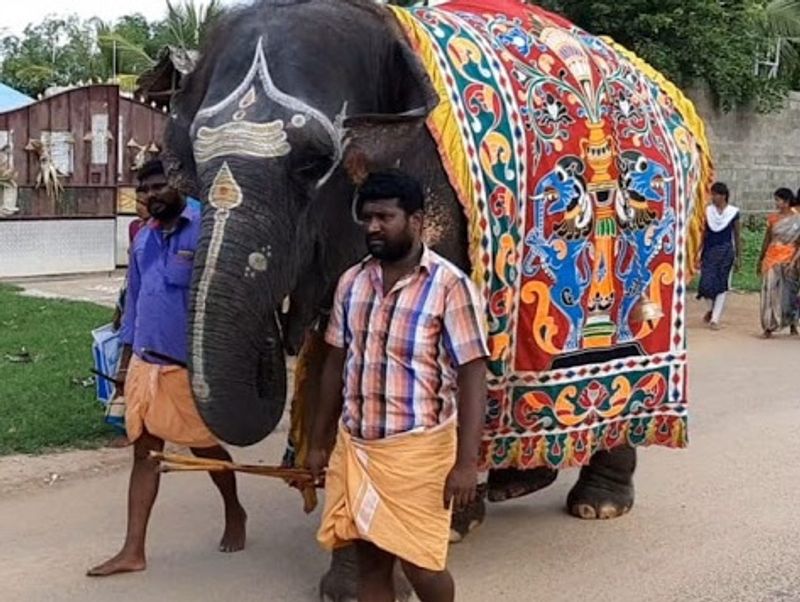 Madurai Thiruparankundram Murugan temple Deivanai elephant moved to Pollachi forest range