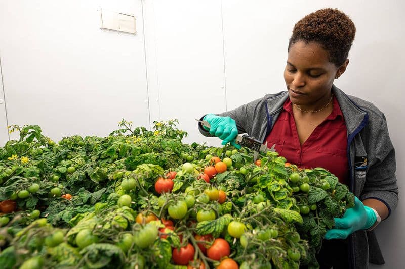 Tomatoes grown in space flying to Earth on Dragon spacecraft today