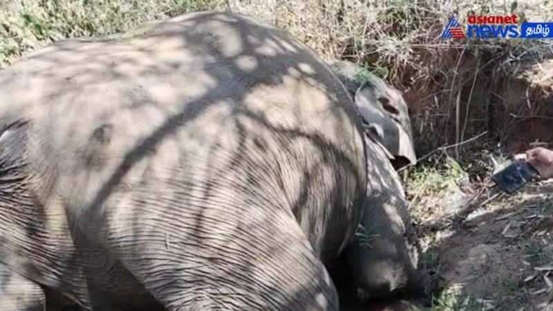 A female elephant died after falling into a 5-foot ditch near vathirairuppu!