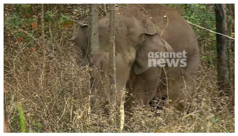 SC rejects plea to capture wild tusker 'Arikomban' again