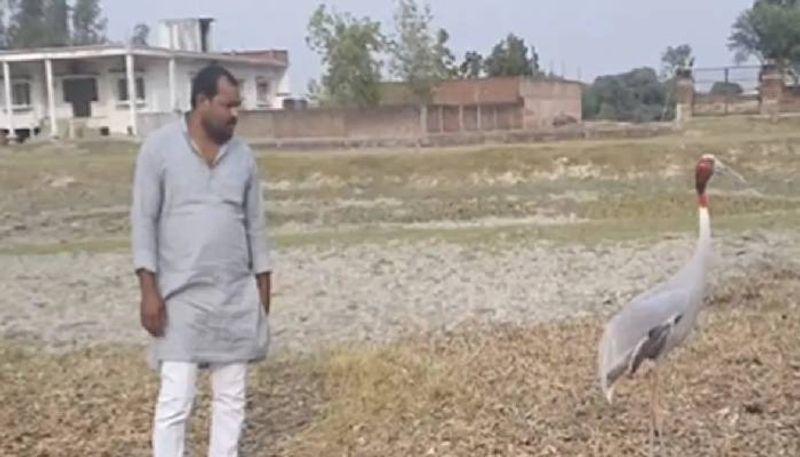 another story of friendship btw man and Sarus Crane rlp