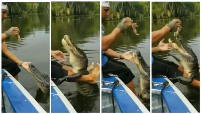 man feeding his pet crocodile bkg