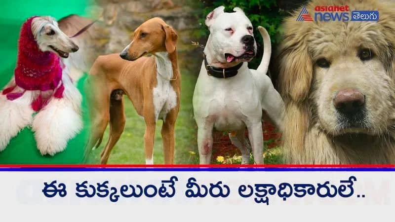 Most expensive dog breeds in the world