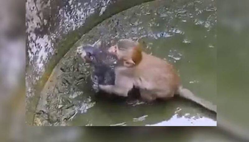 monkey trying to rescue kitten from well rlp