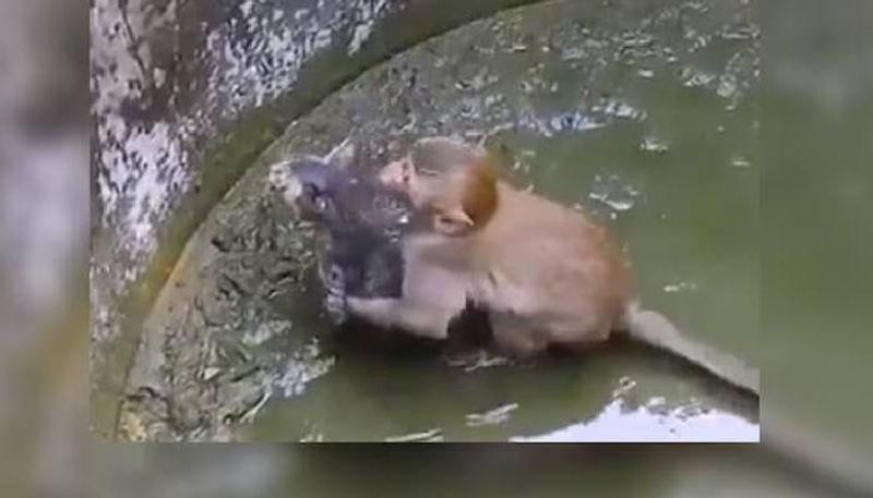 monkey trying to rescue kitten from well rlp