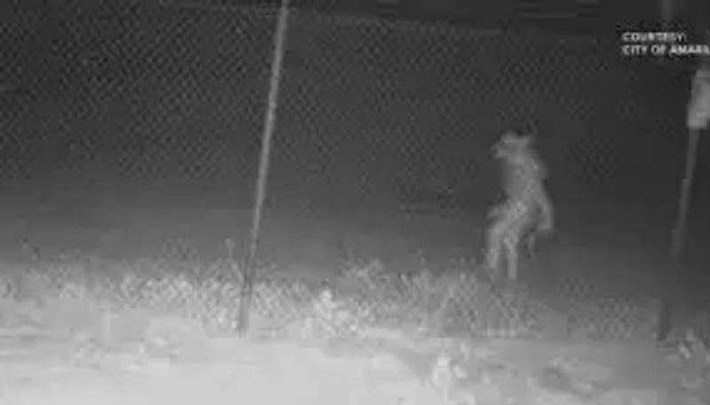 mysterious creature found in Amarillo Zoo rlp