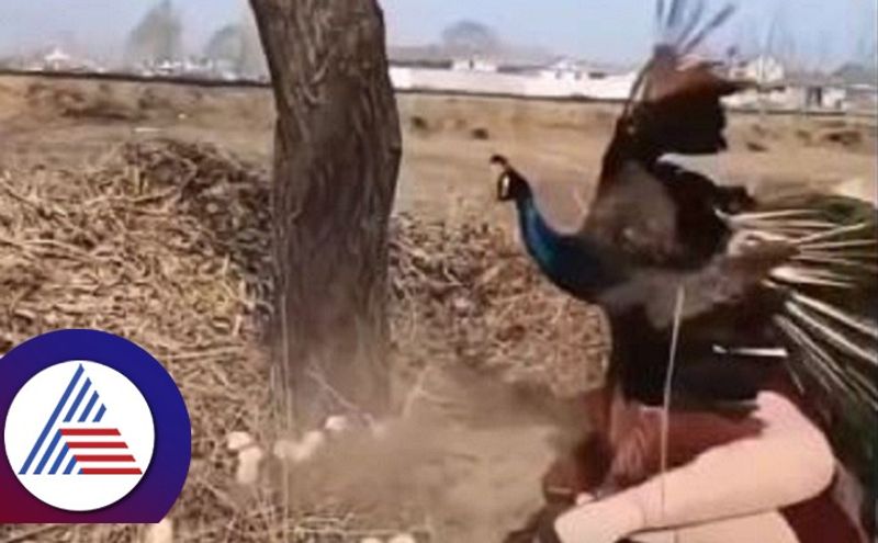 woman climbs tree to steal peacocks eggs viral video shows how the bird teaches her a lesson ash