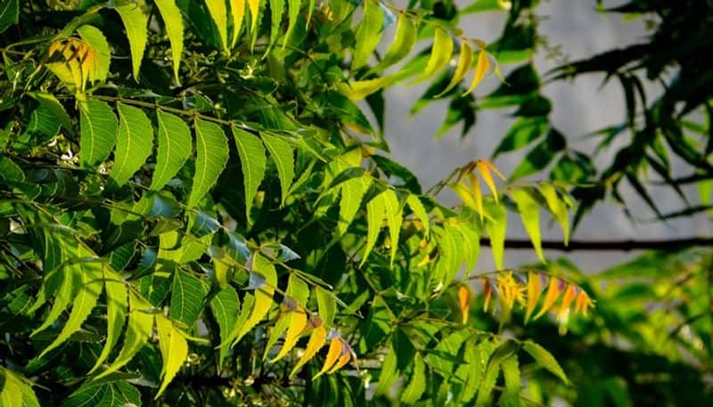 Neem leaves: Know health benefits that you can apply in your daily routine ADC