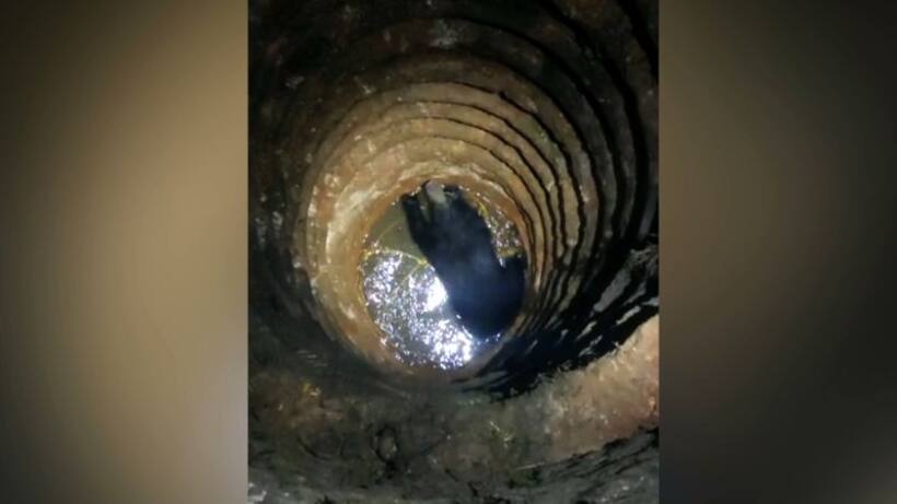 'People for Animals' to move Kerala HC over failure to save bear trapped in well