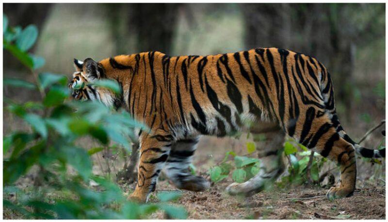 a tiger take a rest in road side in neelagiri video goes viral