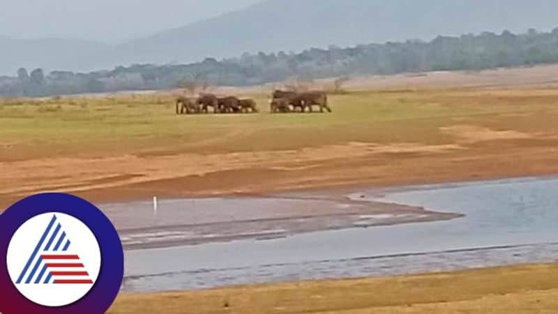 wild elephants stayed near Susalavani Bhadra backwater at shivamogga rav