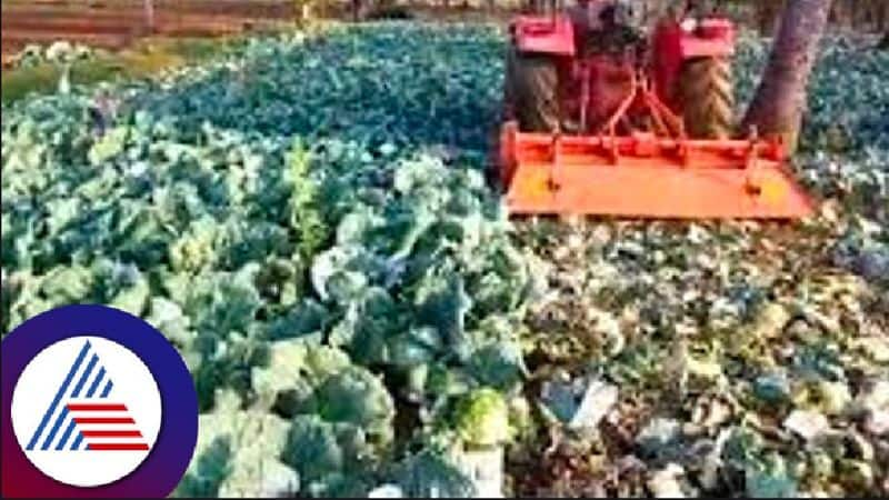 The farmer destroyed the cabbage crop without getting the right price at bellary rav