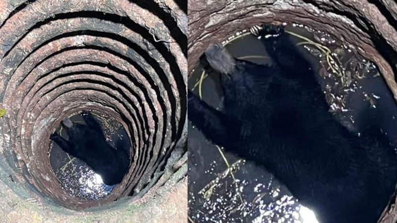 A bear fell into a 20 feet deep well near Thiruvananthapuram! Rescue operations are underway for more than 5 hours!