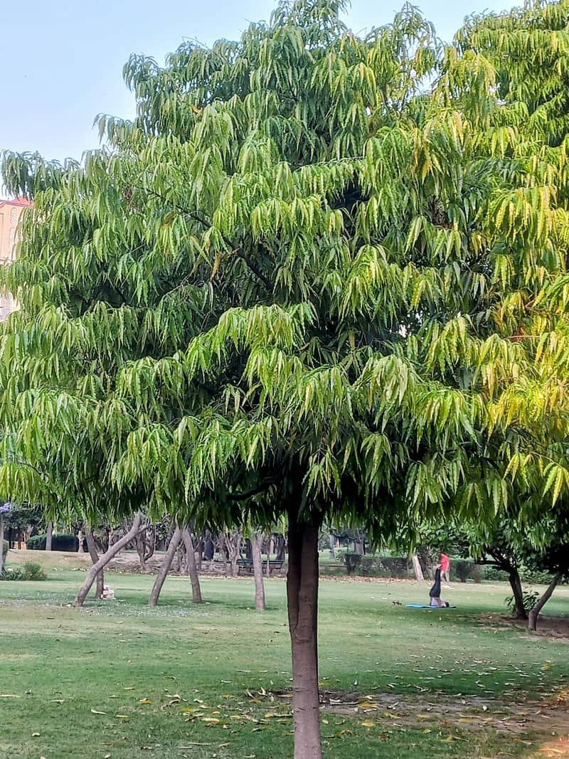 With these measures of Ashok tree Dhan Lakshmi will be happy skr