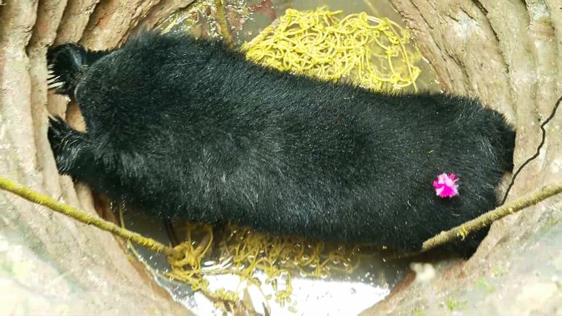 Bear dead of drowning finds postmortem kgn