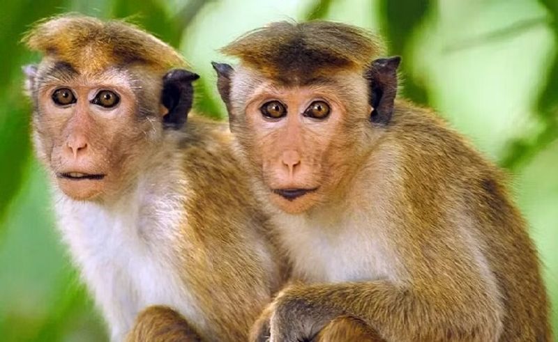 Himachal Pradesh woman died falling from the 3rd floor of a building after monkey chased her while she went to dry clothes akb