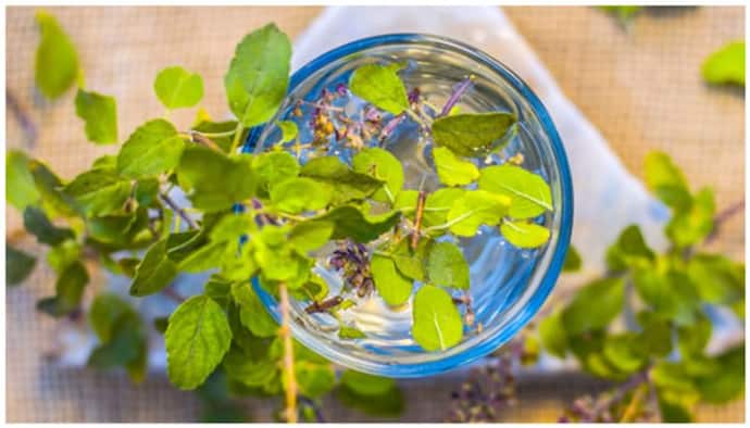 tulsi water