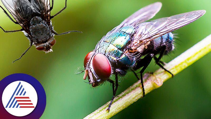 Natural home remedies to get rid from house fly  