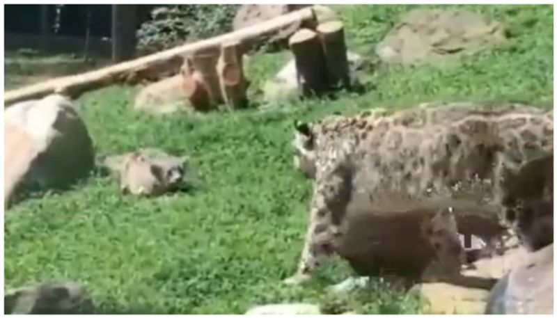 Snow leopard cub tries to Sneak up to mother What happened next bkg 