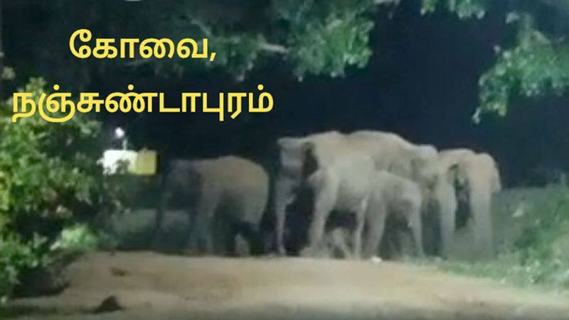 wild elephants enter the city at midnight near coimbatore