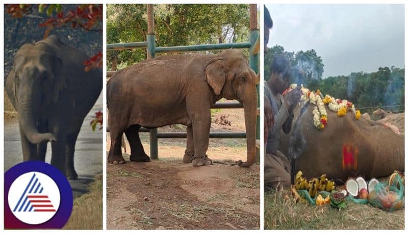 Bannerghatta suvarna elephant death during 10th delivery sat