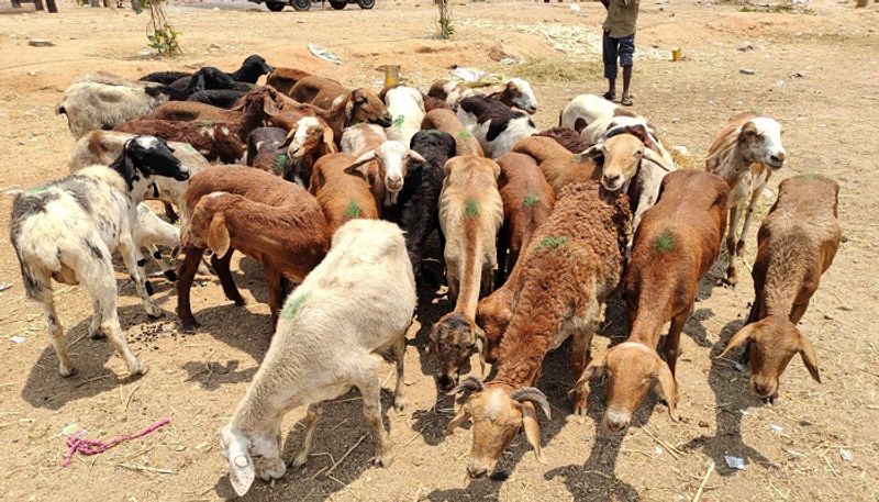 Sheep Huge Demand in Shahapur During Karnataka Assembly Elections 2023 grg