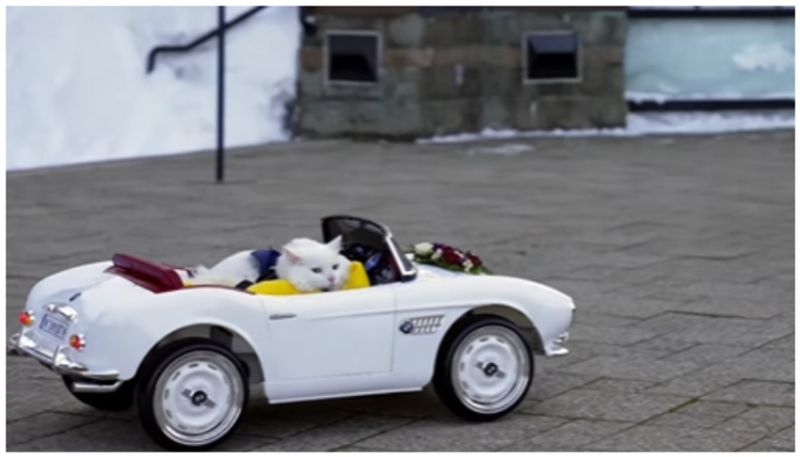 video of a cat driving to the wedding hall with wedding ring has gone viral bkg