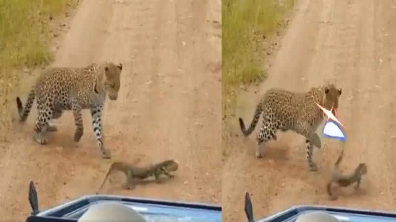 The giant lizard that choked the leopard.. the video is going viral..