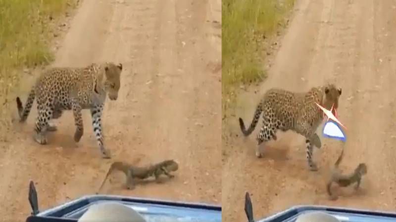 The giant lizard that choked the leopard.. the video is going viral..