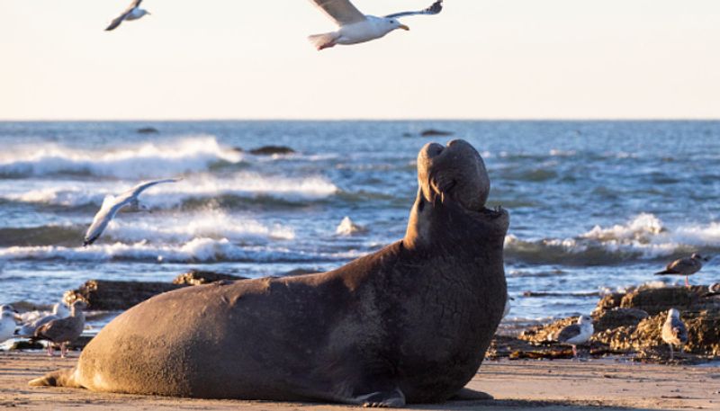 Elephant seals sleep 1200 feet deep under the ocean o avoid predators etj