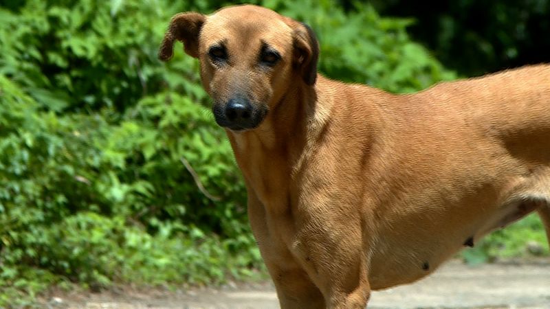 stray dogs attacked four-month-old baby, died in uttarpradesh - bsb