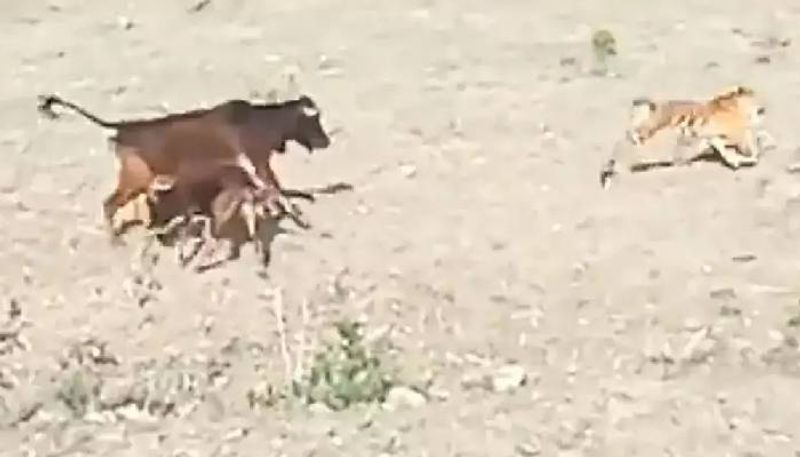 tiger chasing calf rlp