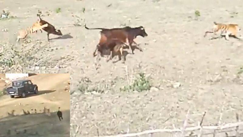 cow saved calf by tiger attack thrilling video goes viral akb