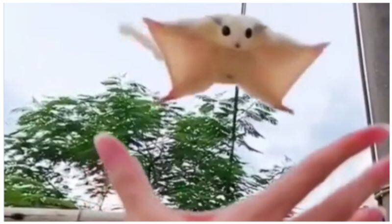 Netizens are surprised to see the flying squirrel video bkg