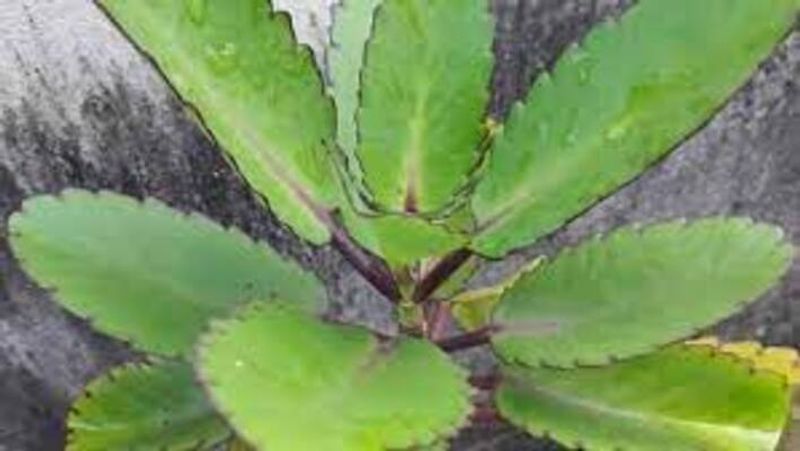 Kidney Stone: Do you know about this Amazing Iranakalli Herb which reduce Kidney stone in just 7 days 