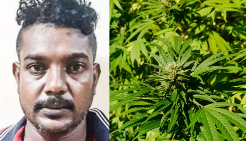 youth arrested for growing cannabis plants in home at alappuzha vkv